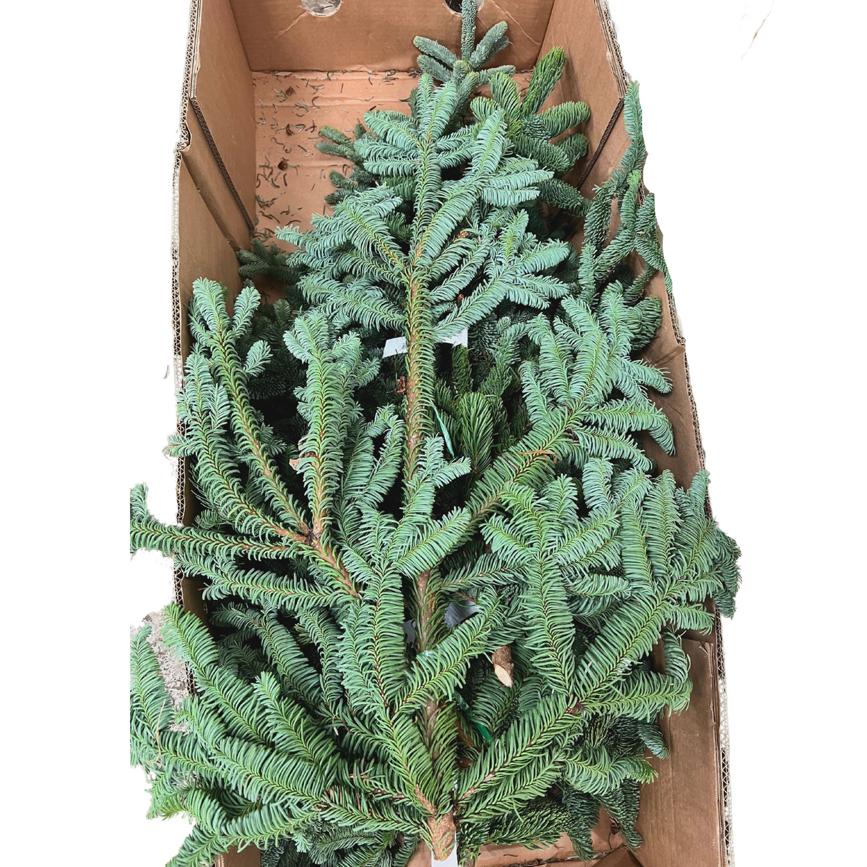 Nobilis Fir (Holland) 1kg