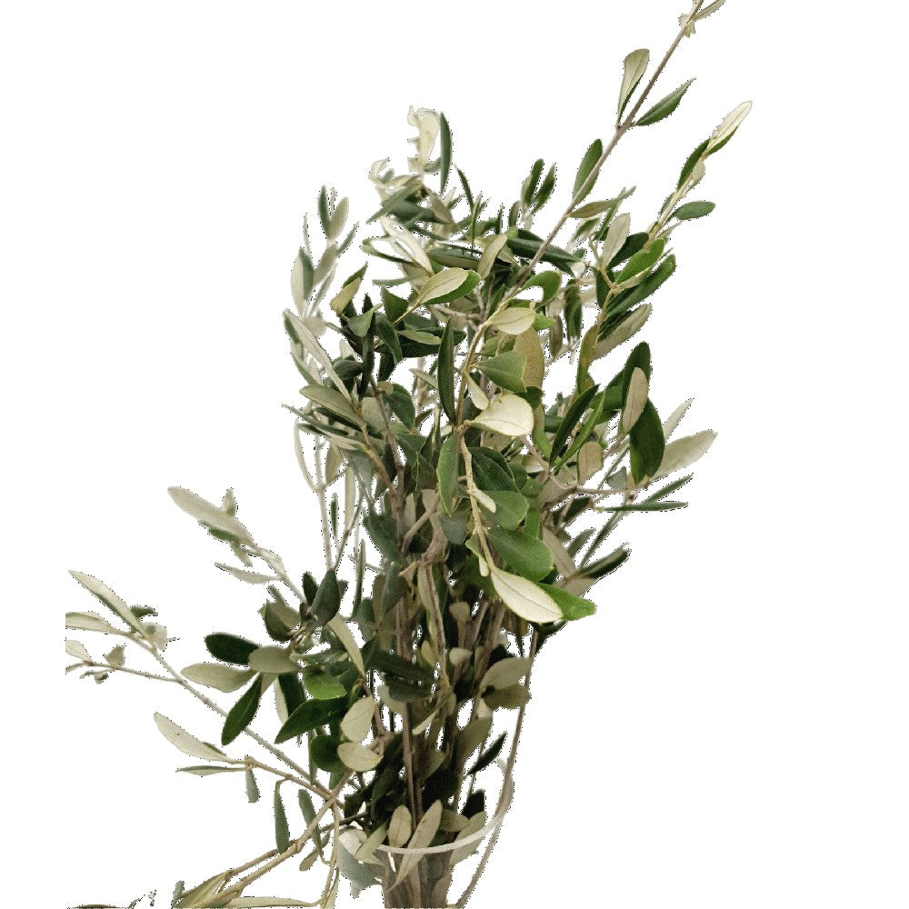 Olive Leaves (Holland)