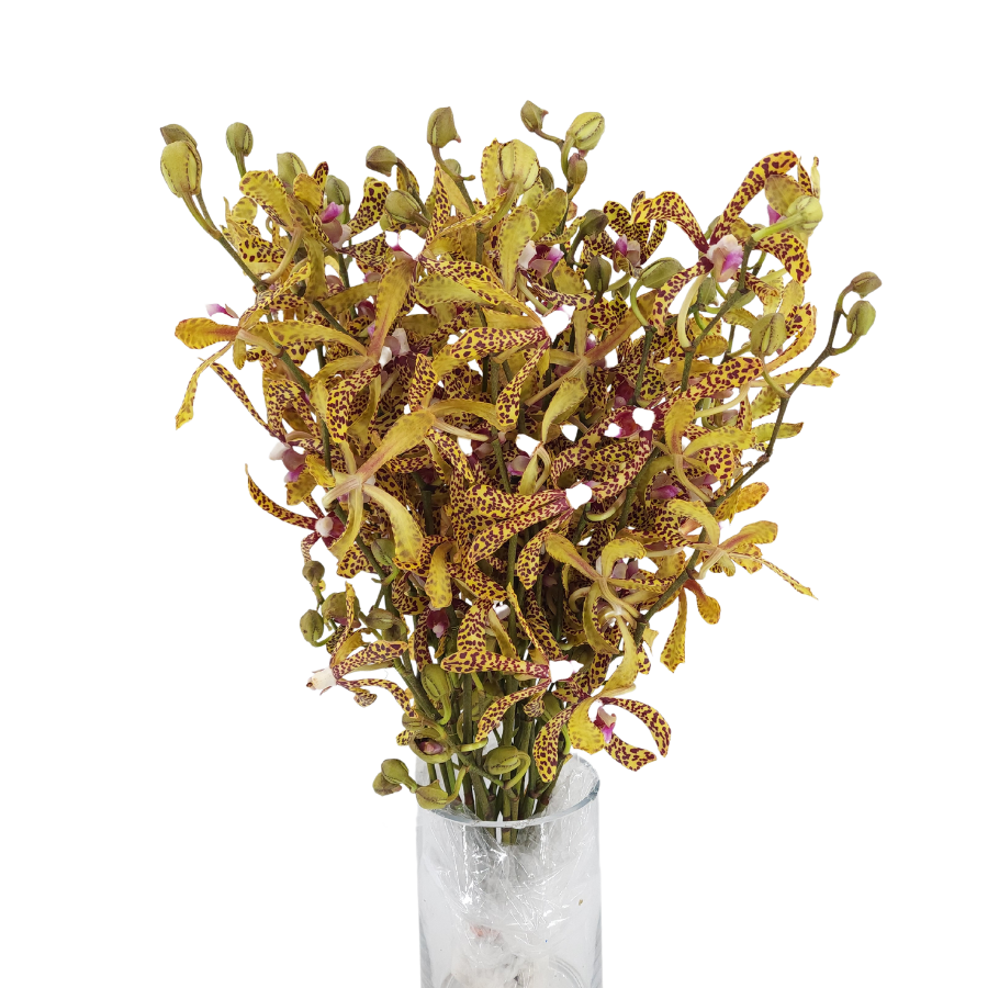 Crystal mineral vase with broomrapes.