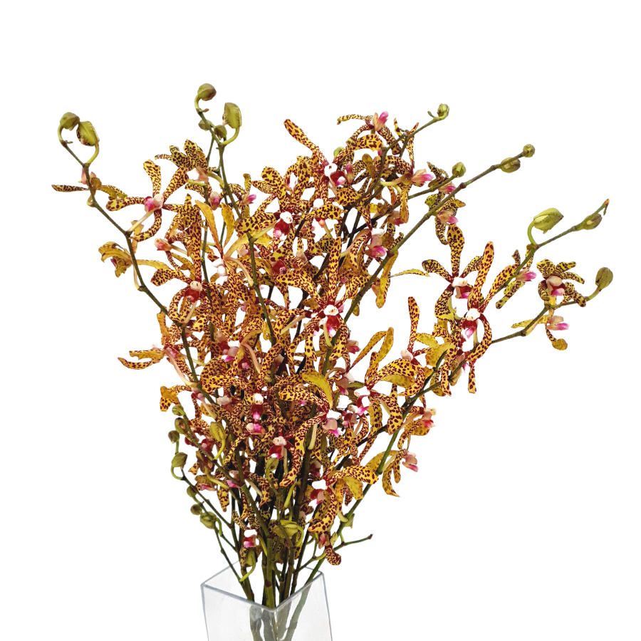 Crystal vase with houseplant.