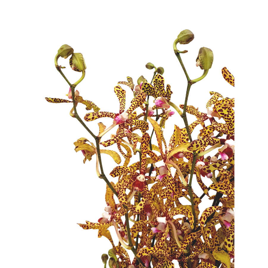 Orchid Tiger Long (Local)