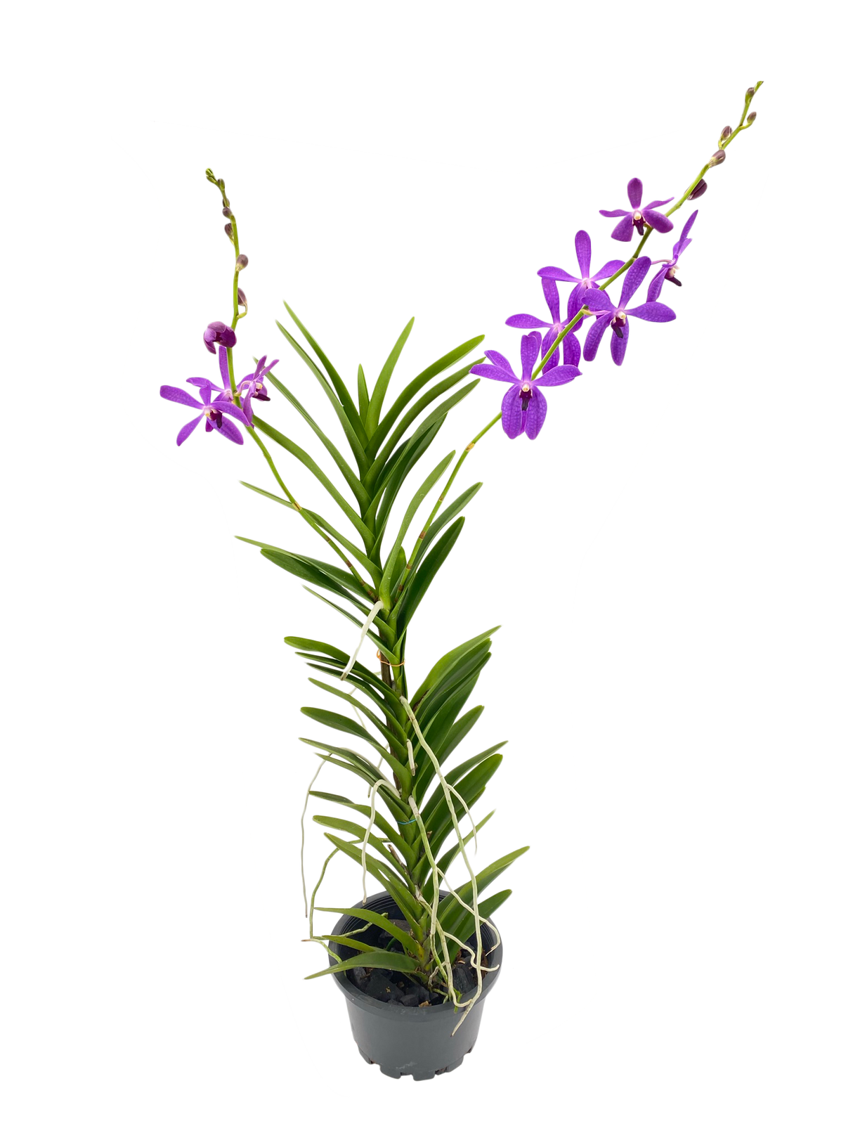 Mokara Orchid Plant
