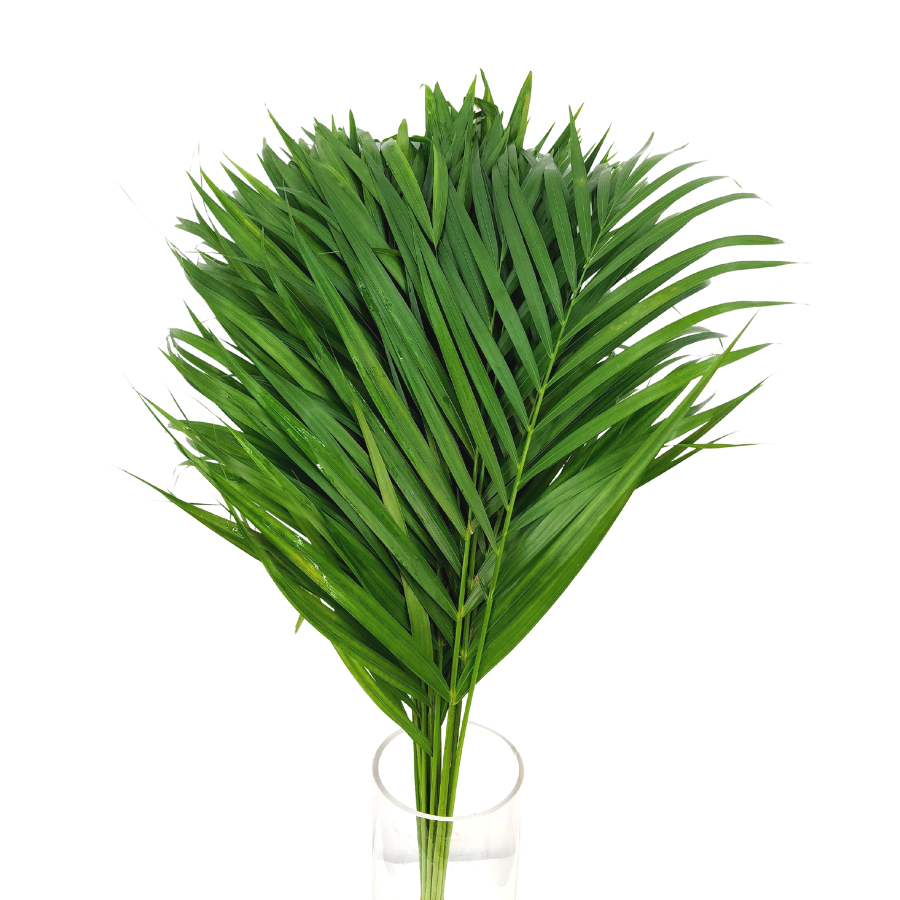 Palm Leaf SS Size (Malaysia)