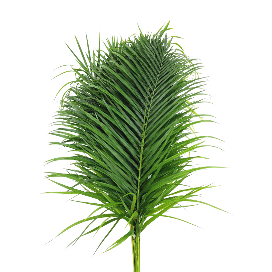 Palm Leaf M Size (Malaysia)