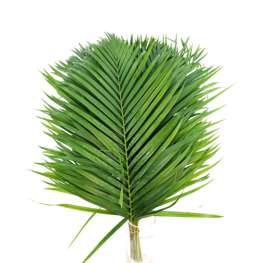 Palm Leaf S Size (Malaysia)
