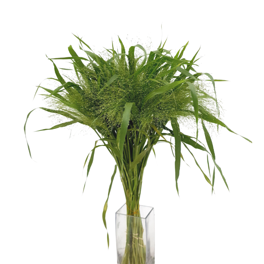 Panicum Fountain (South Africa)