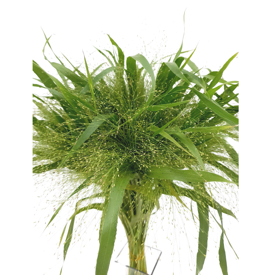 Panicum Fountain (South Africa)