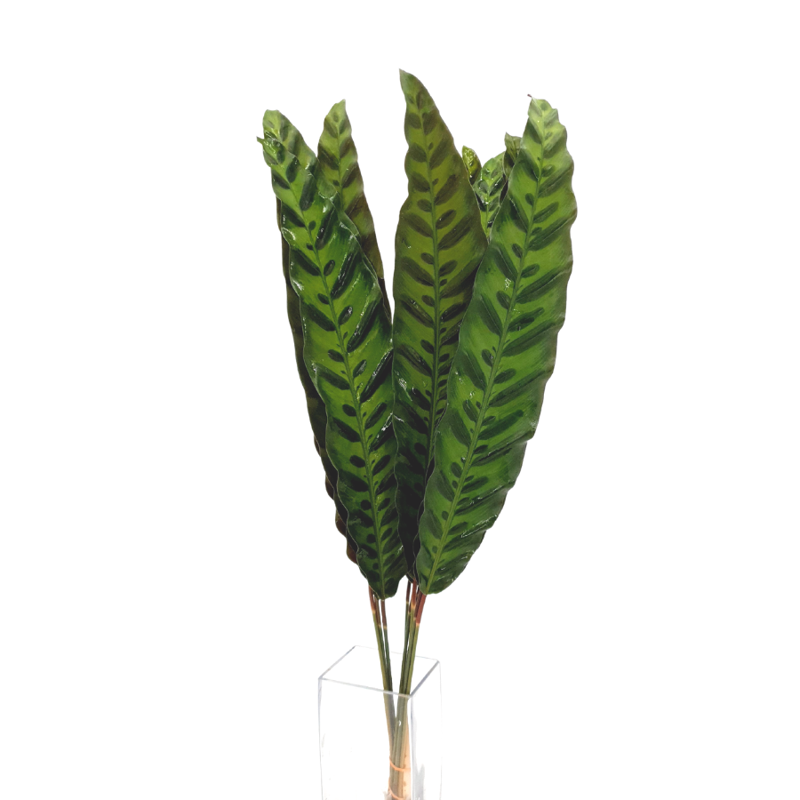 Peacock Leaf L (Malaysia)