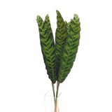 Peacock Leaf L (Malaysia)