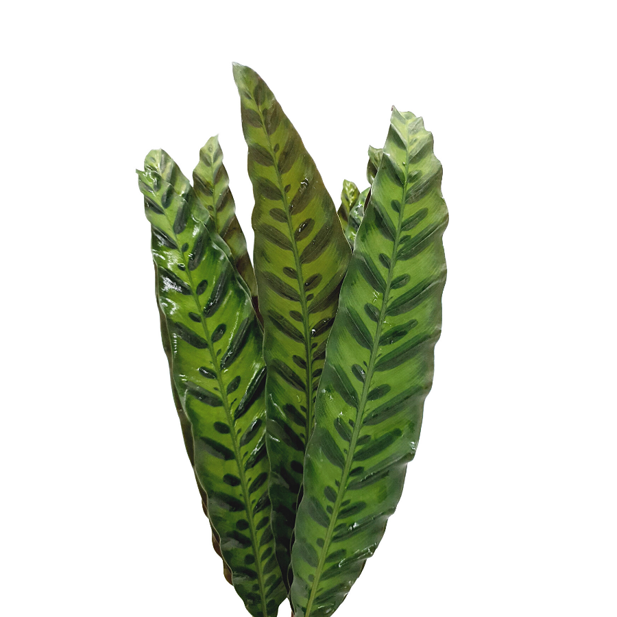 Peacock Leaf L (Malaysia)