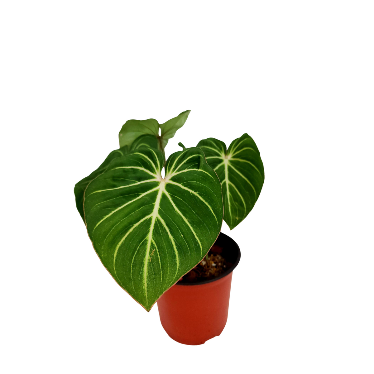 Philodendron Gloriosum | JM Flower