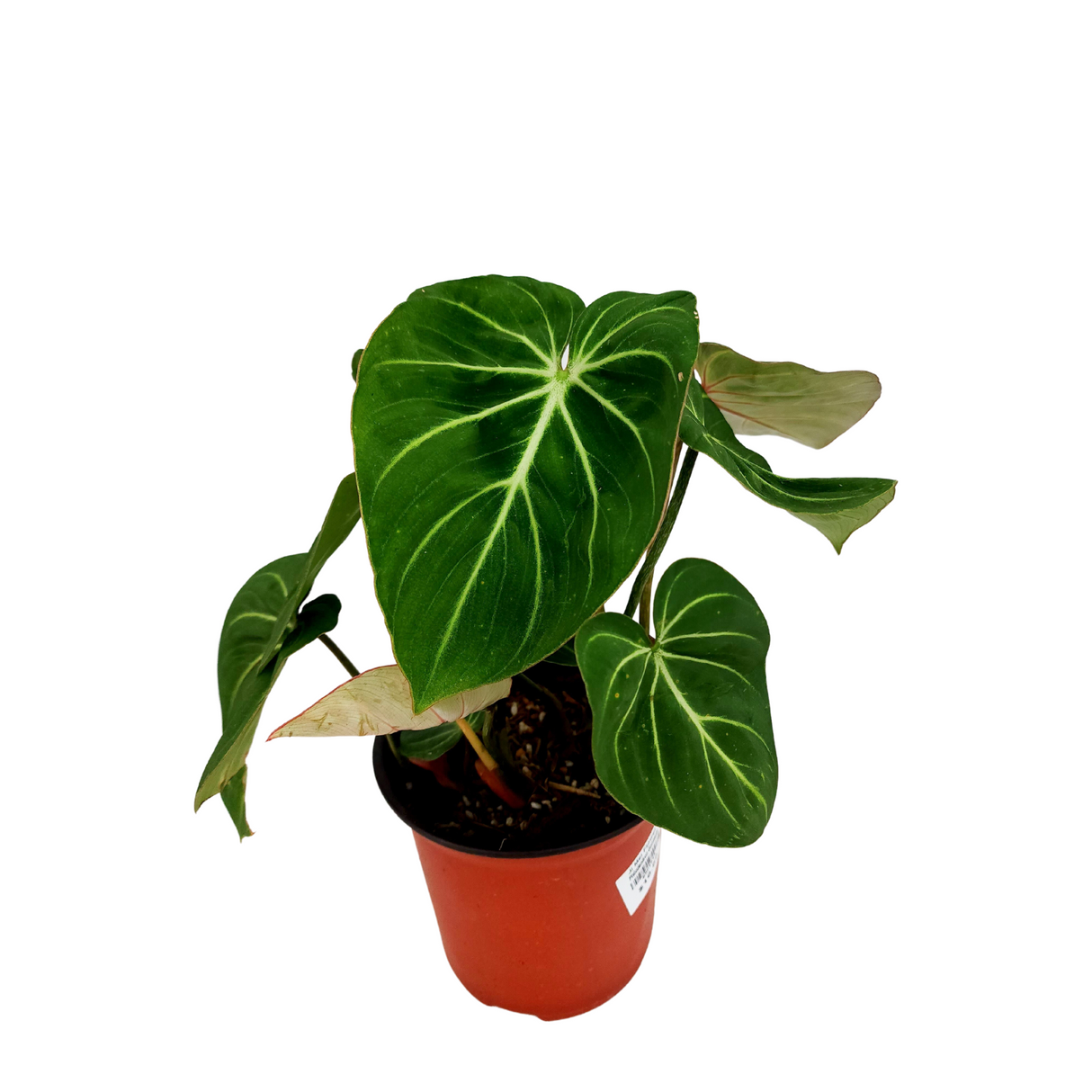 Philodendron Gloriosum