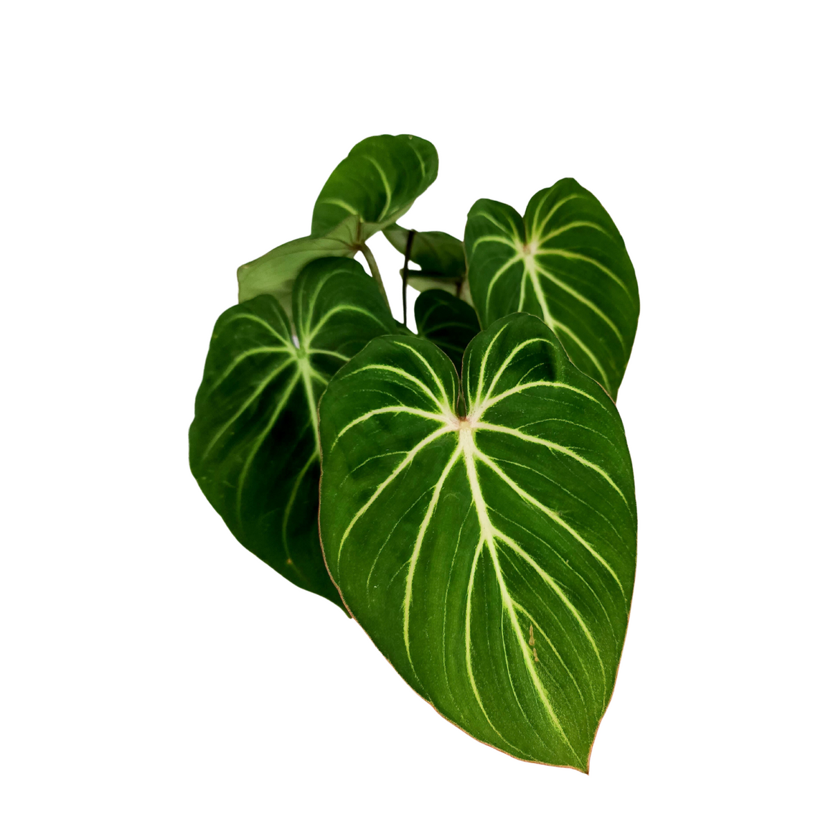 Philodendron Gloriosum