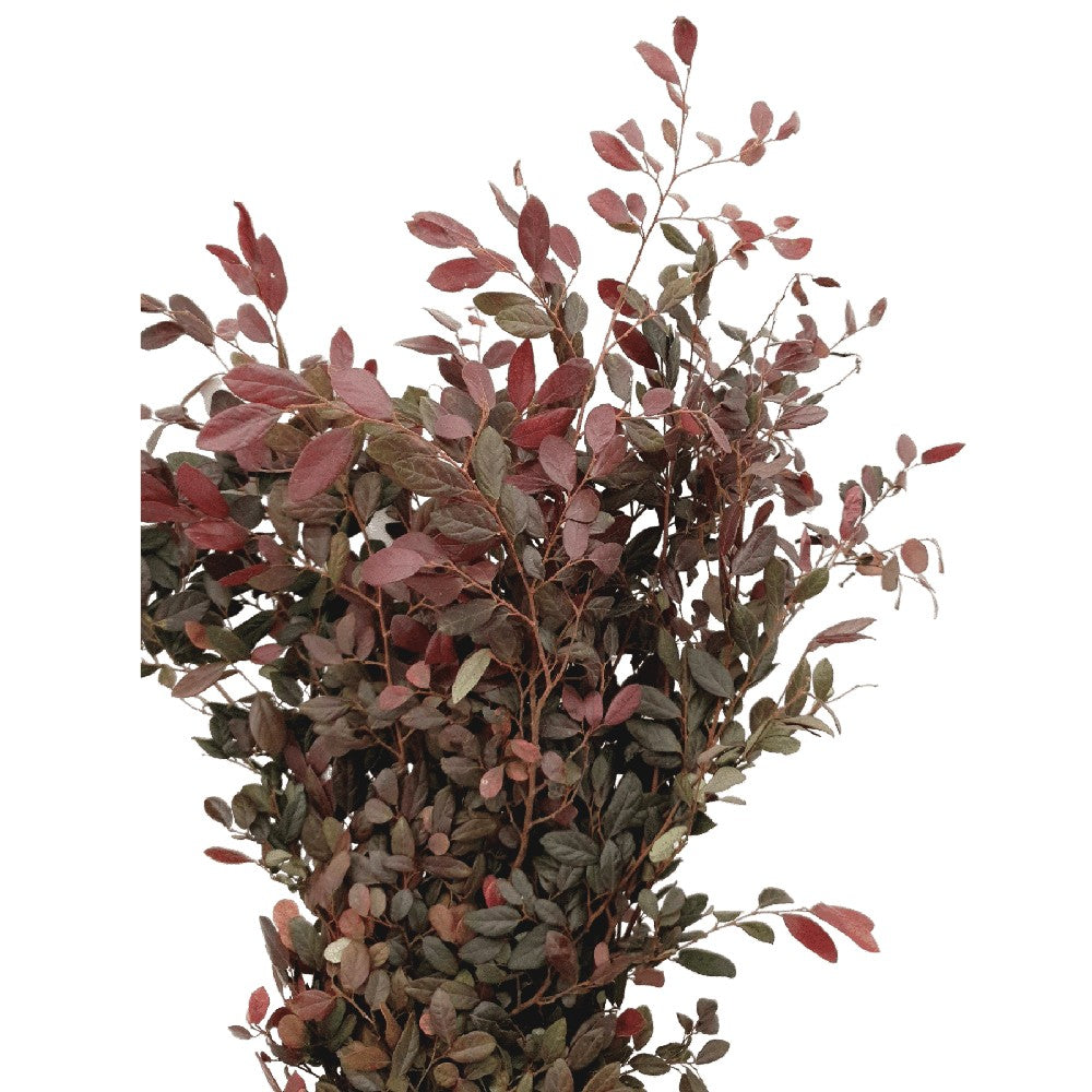 Photinia Color (Holland)