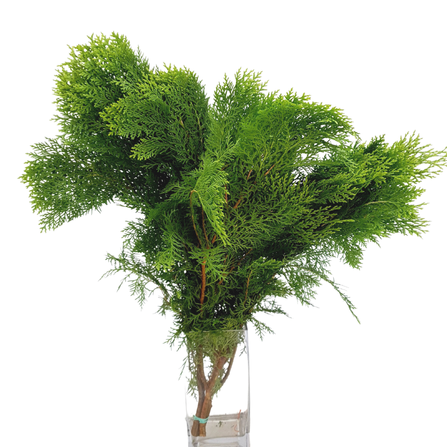 Green algae, liverworts, geraniums on natural material.