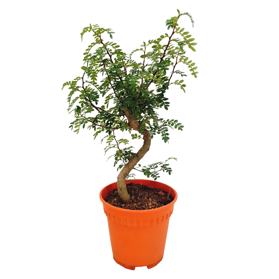 Pistachia Weinmannifolia (Unpotted)