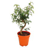 Pistachia Weinmannifolia (Unpotted)