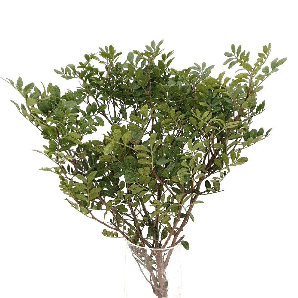 Twig and holly houseplant.