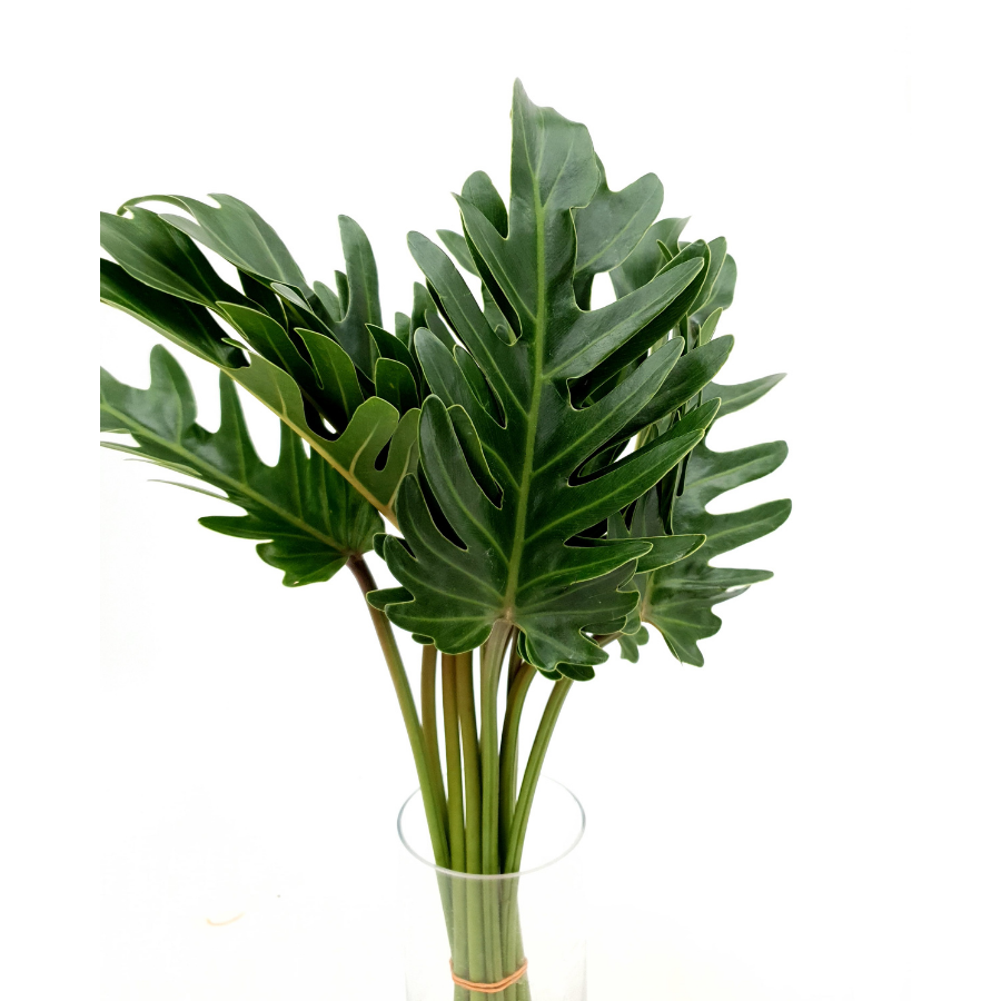 Pitteri Leaf (Malaysia)