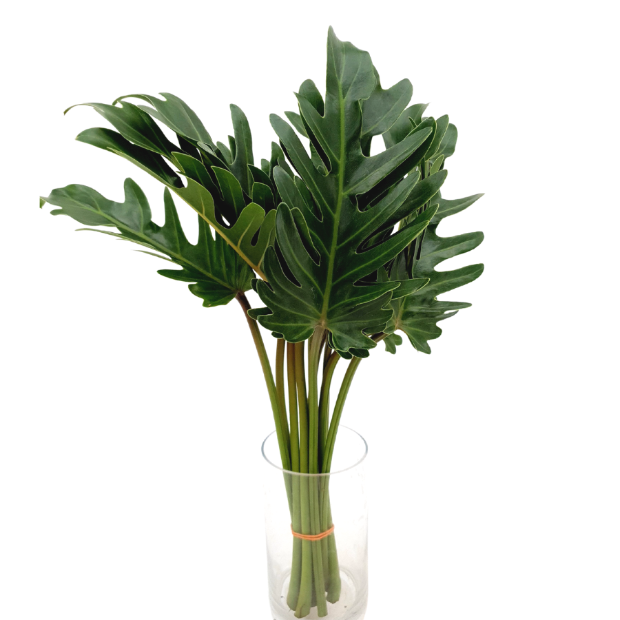 Water plantains and Arums in vase.