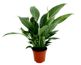 Spathiphyllum (Peace Lily) 21cm pot