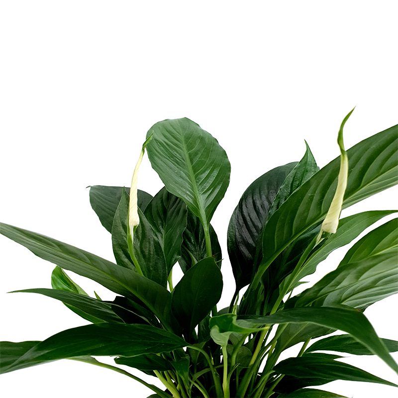 Spathiphyllum (Peace Lily) 21cm pot