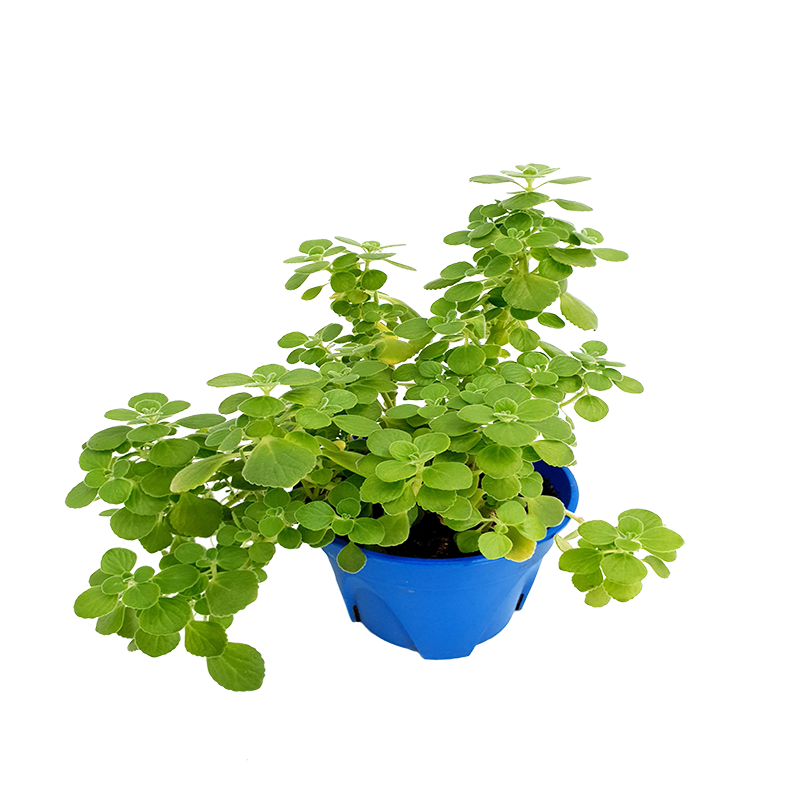 Geraniums in flowerpot.