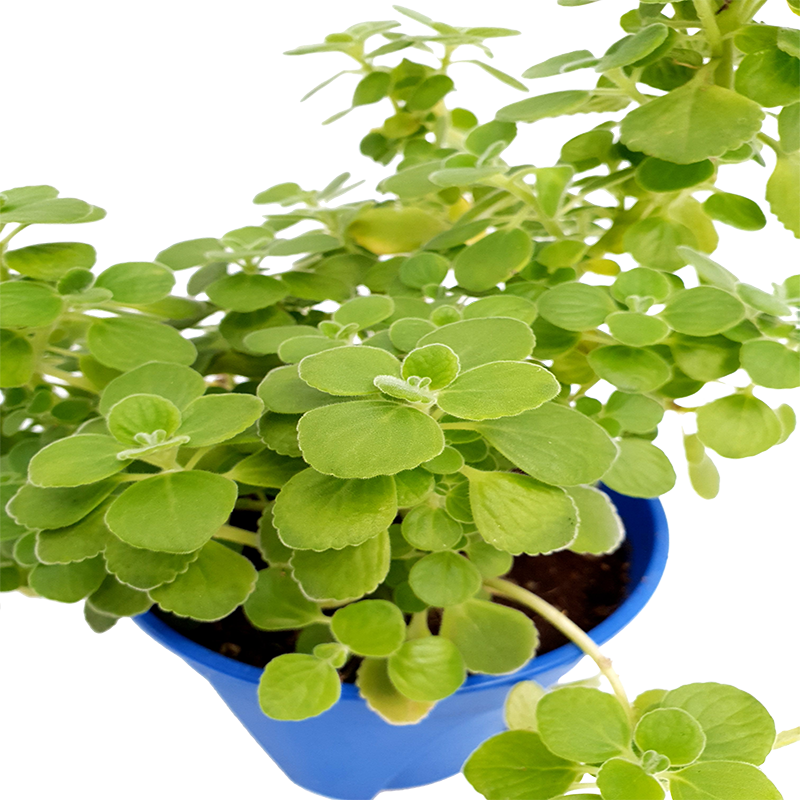 Oregano Herbs Plant
