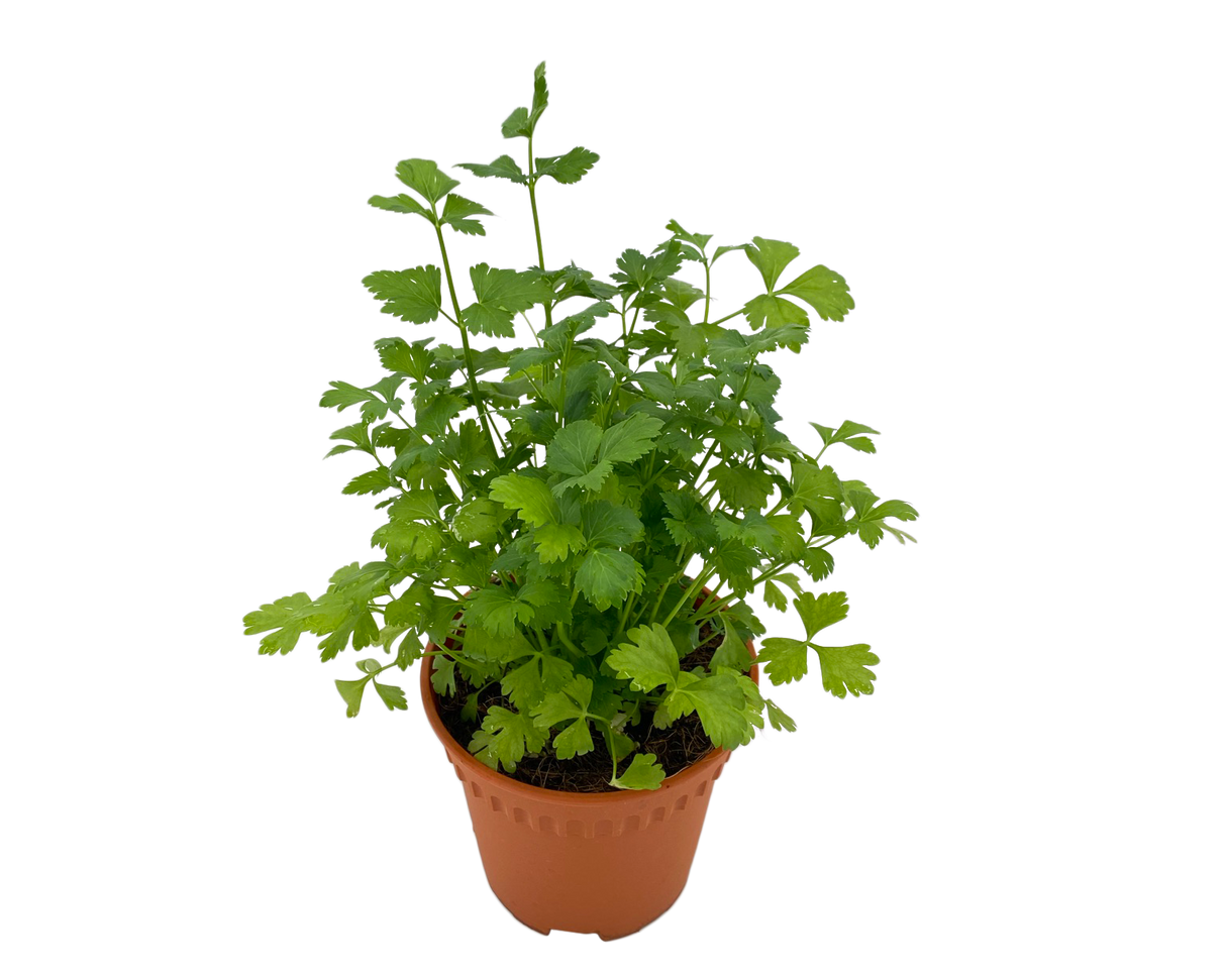 Green geraniums in flowerpot.