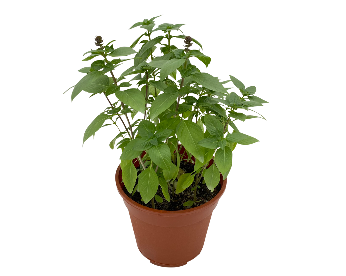 Assorted houseplants in flowerpot.