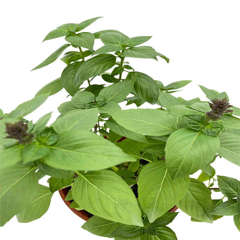 Thai Basil