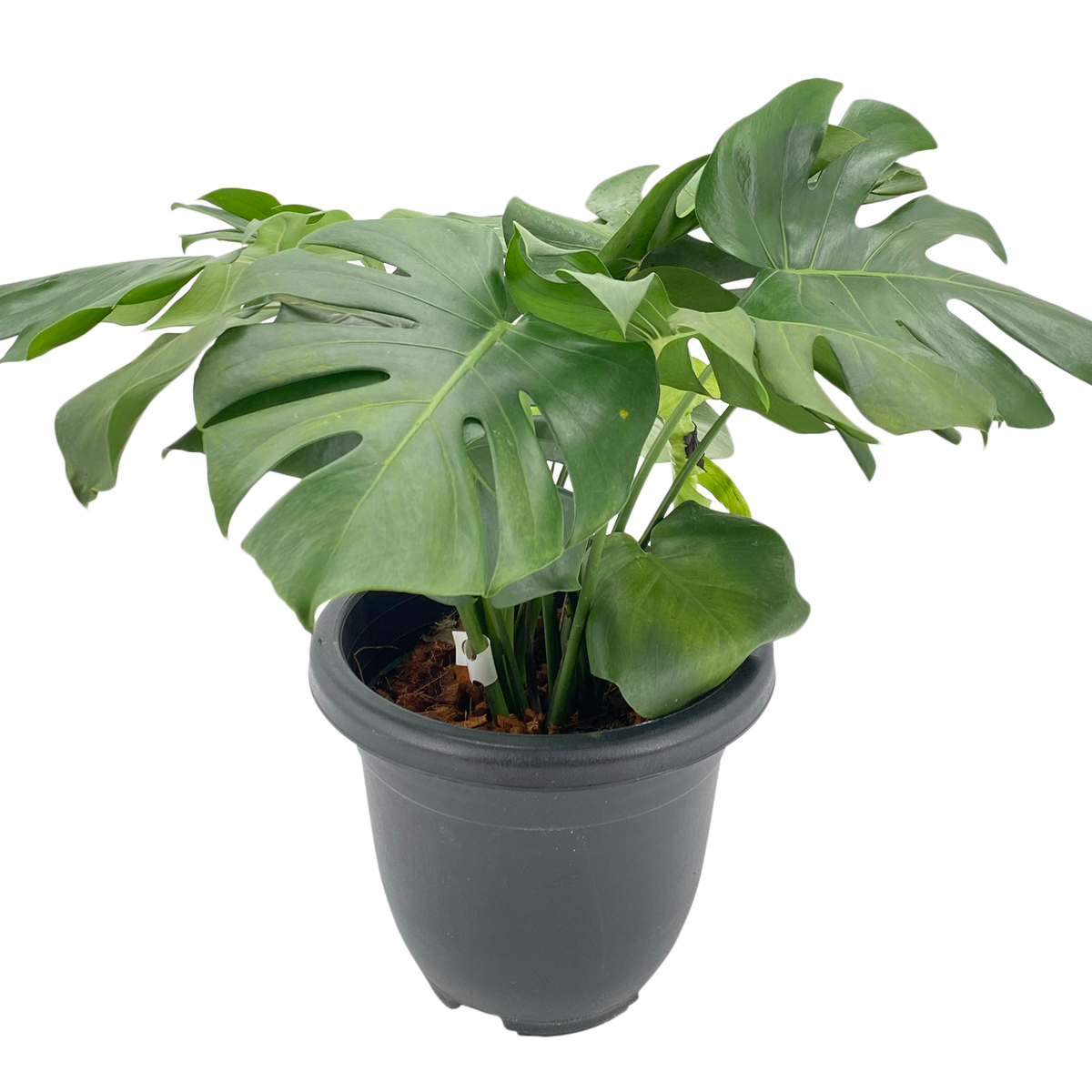 monstera plant singapore Monstera Plant