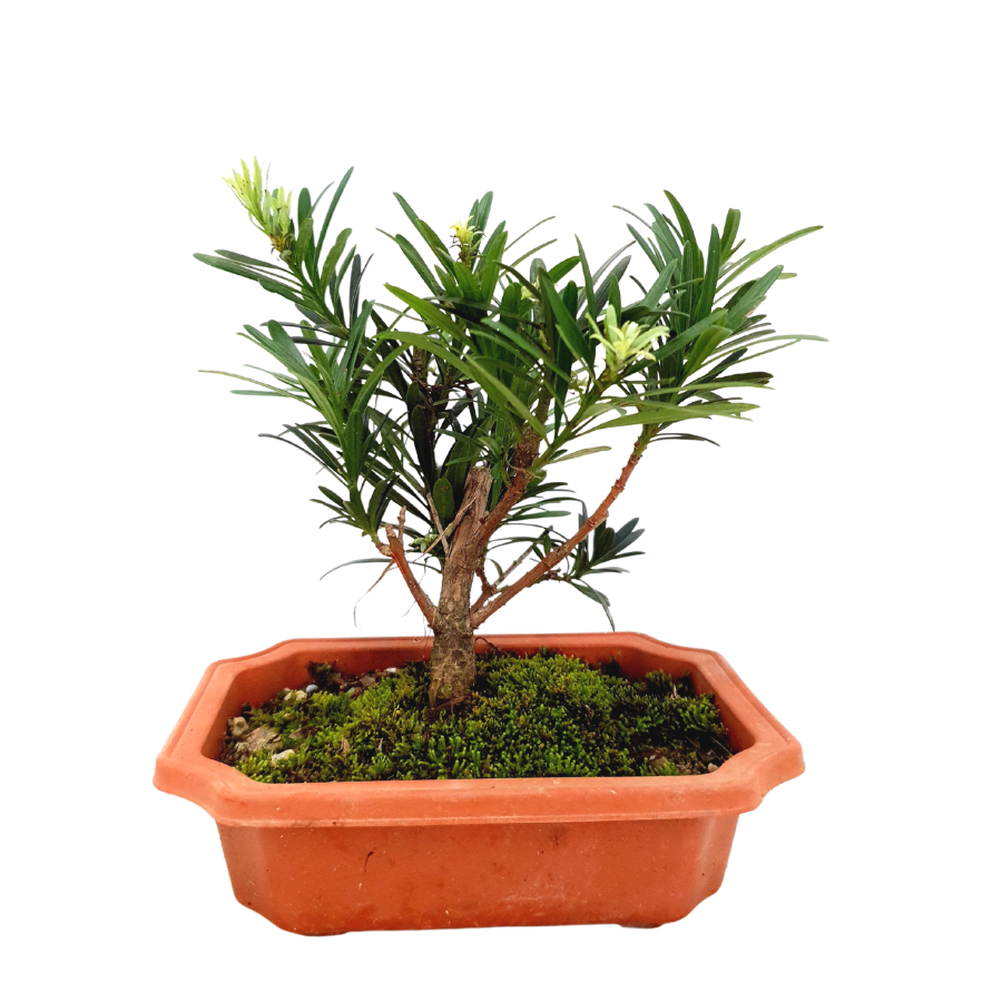 Bonsai tree in flowerpot.