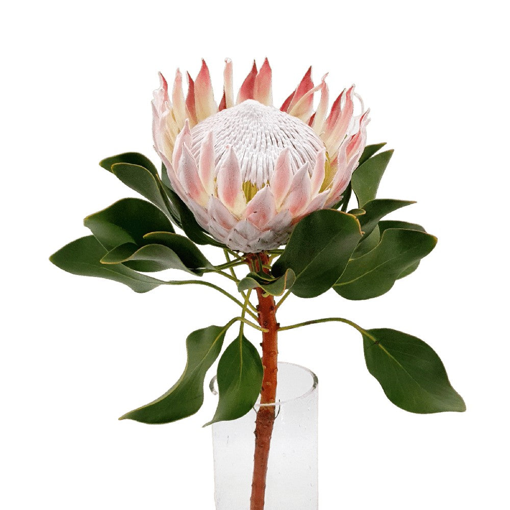 Protea King (South Africa)