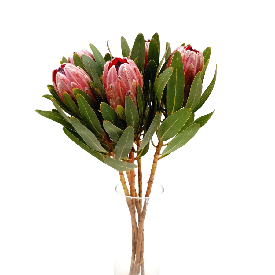 Protea Pink Ice (South Africa)