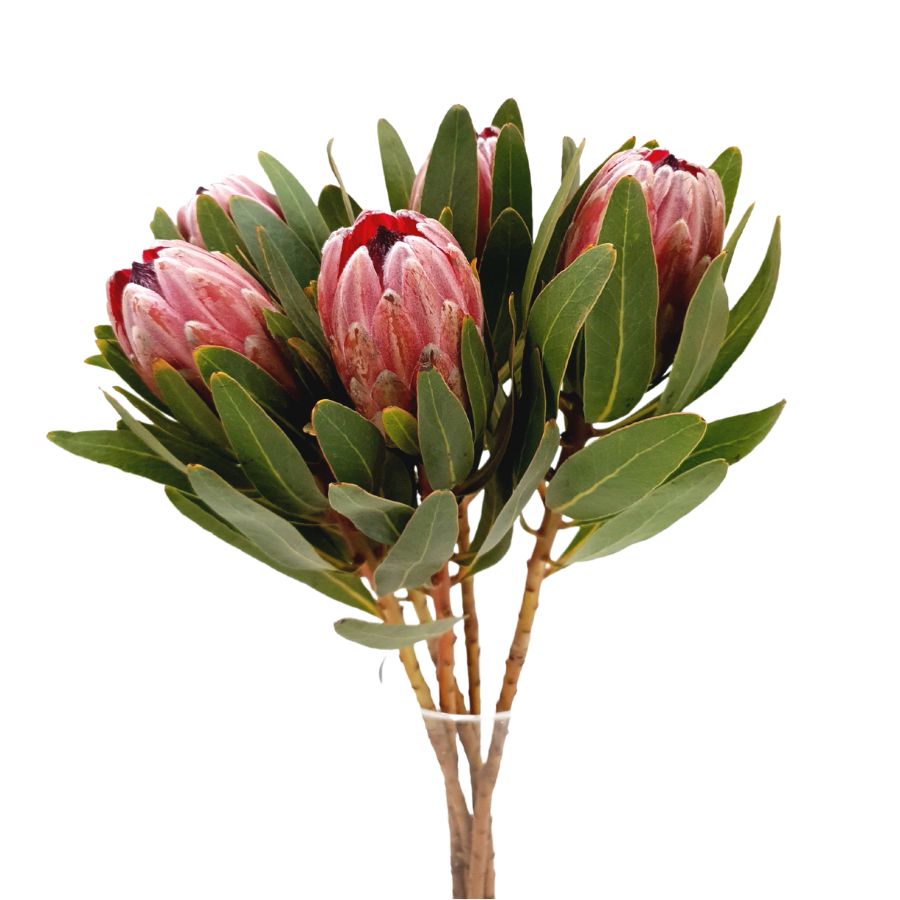 Protea Pink Ice (South Africa)