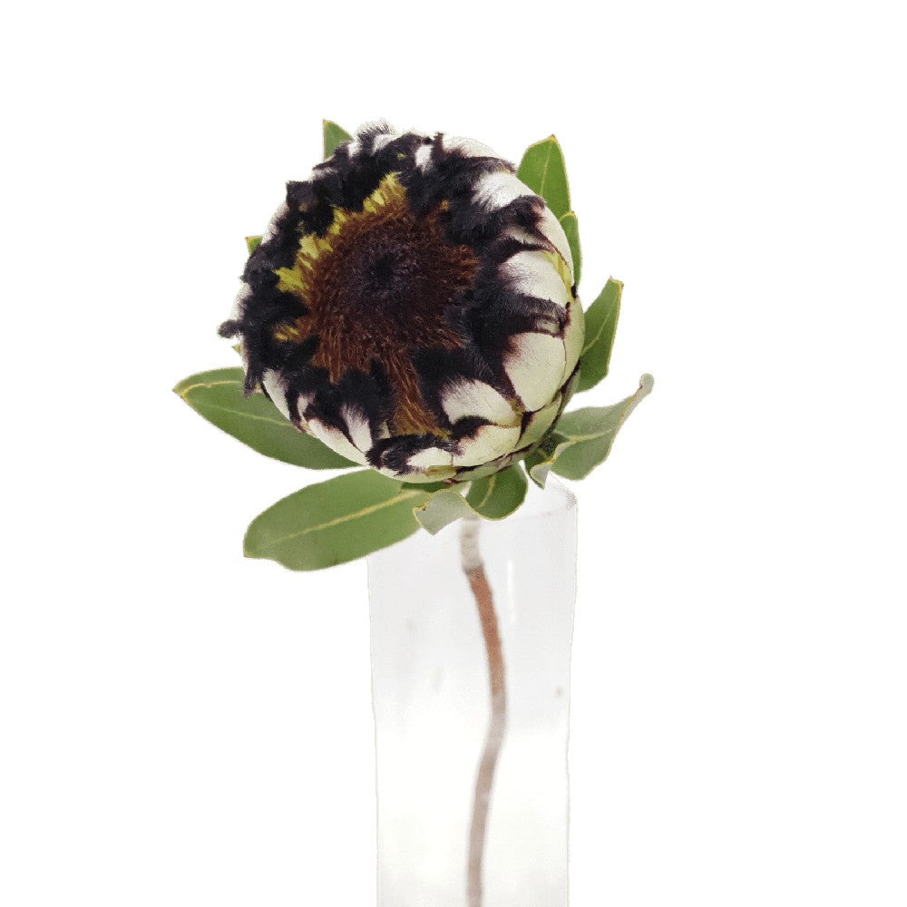 Protea Queen (South Africa)