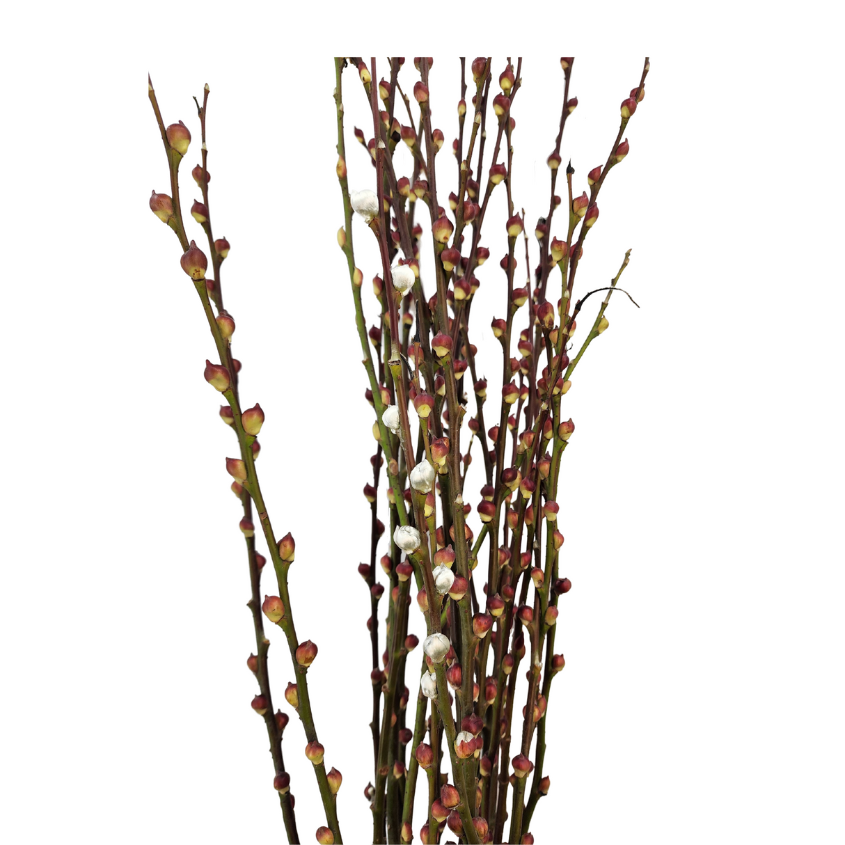 Pussy Willow Lion Head 6ft (银柳 狮头)