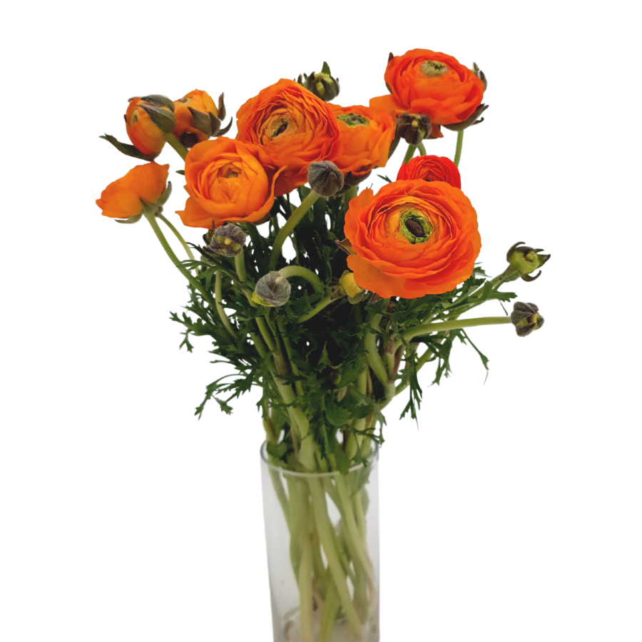 Ranunculus (Holland)