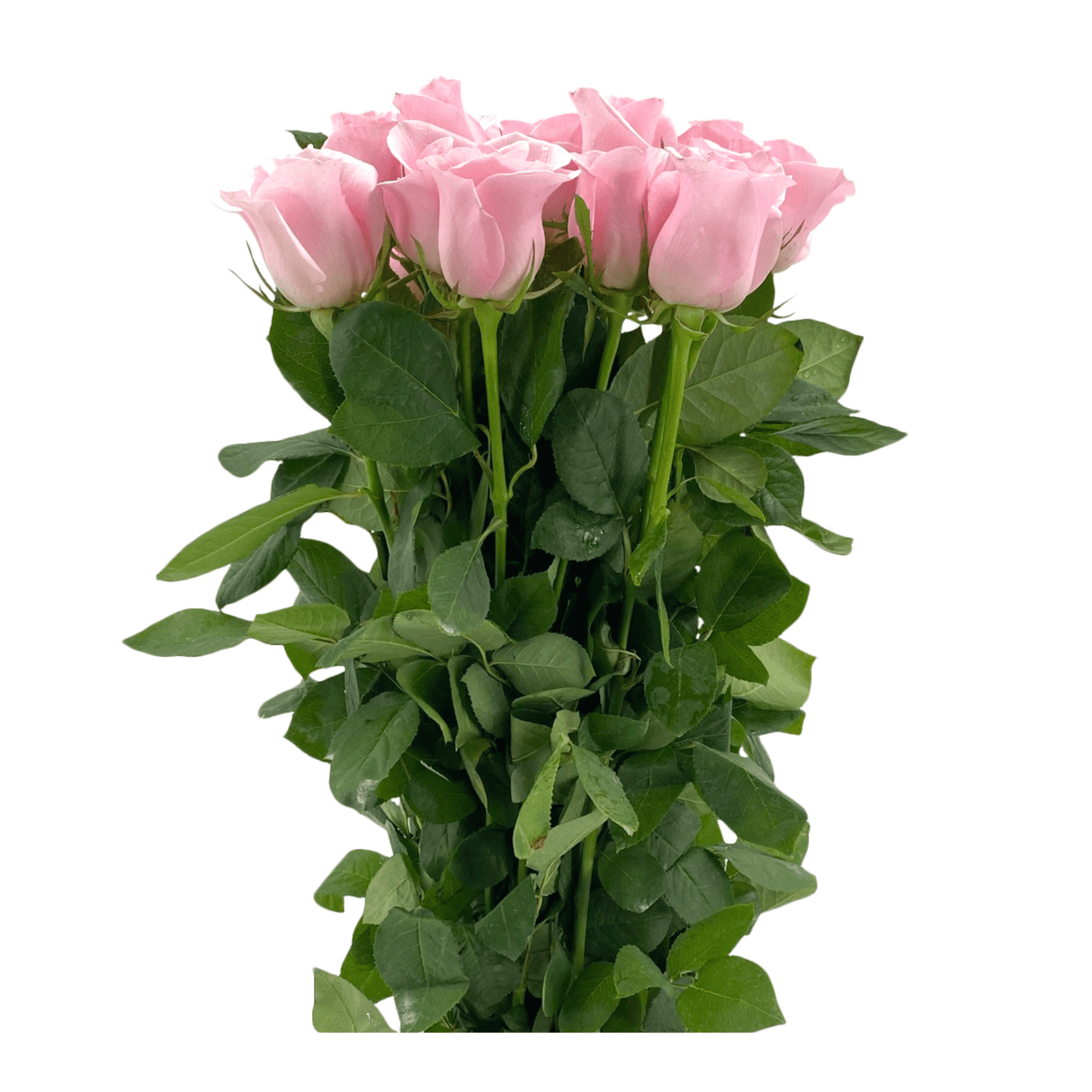 Rose (India) - Other Color