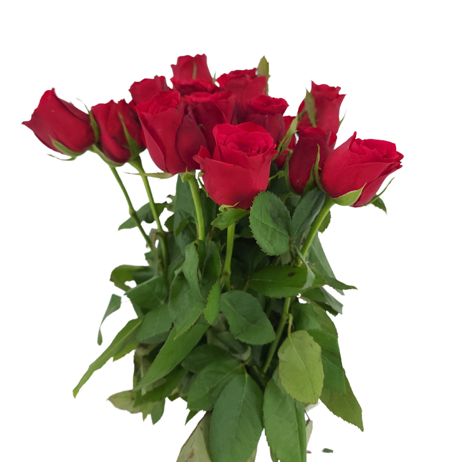 Rose (India) - Red Color