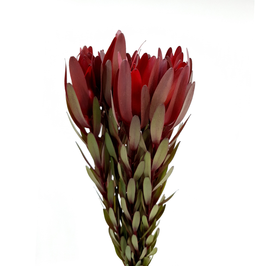Leucadendron Ulka Safari Sunset (South Africa)