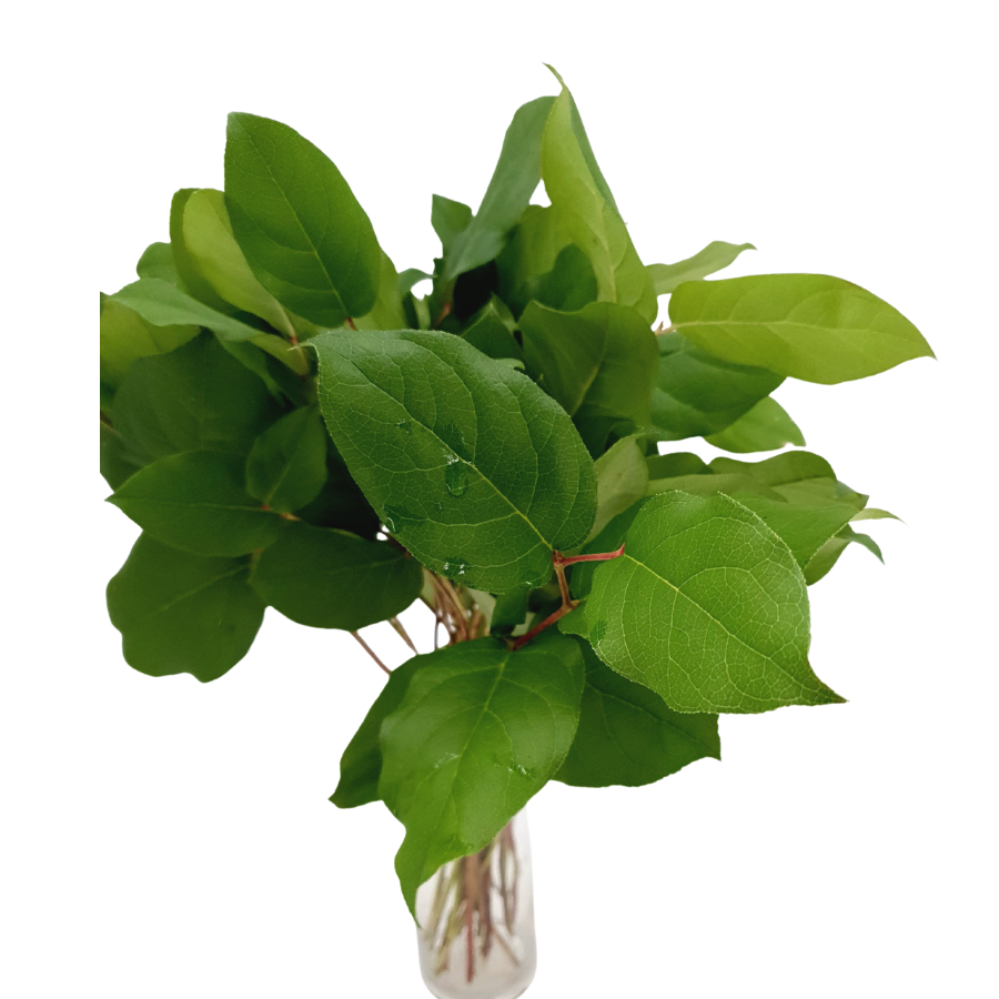 Salal Tips (Holland)
