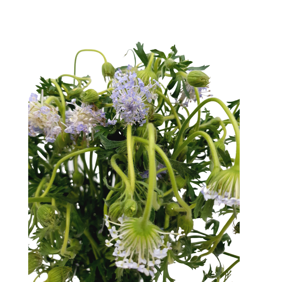Scabiosa (China)