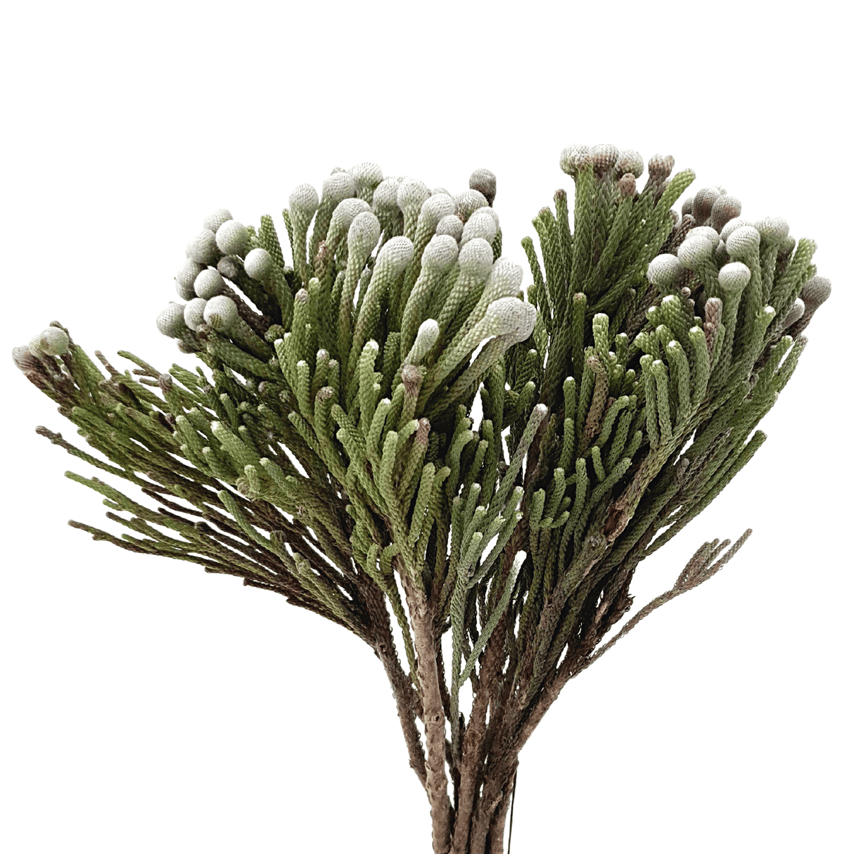 Silver Brunia (South Africa)