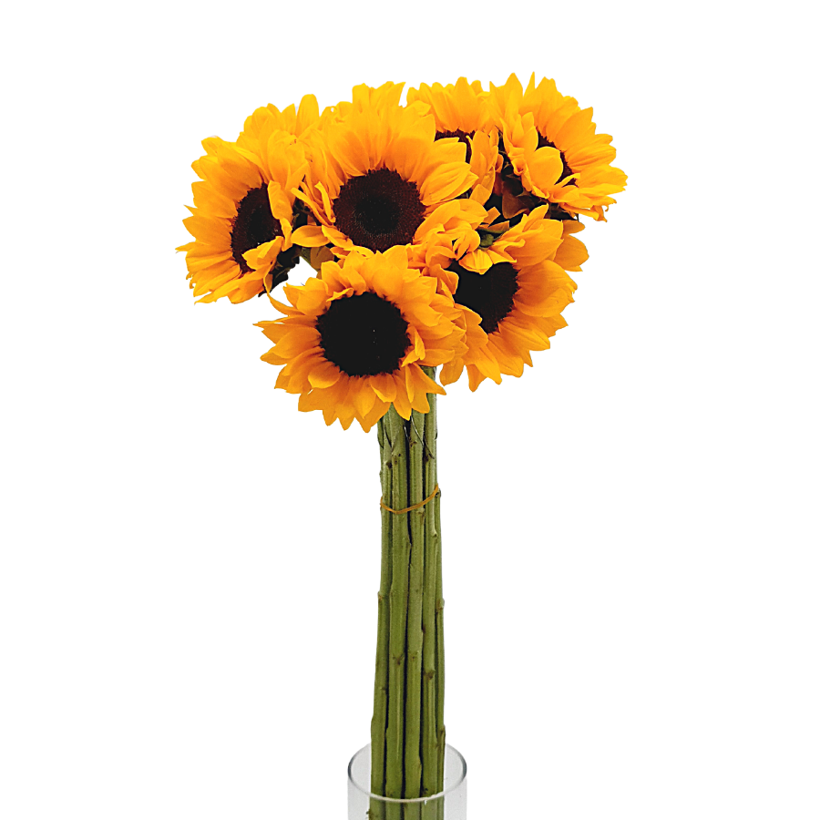 Yellow common sunflower bouquet in vase.