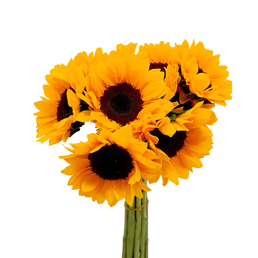 Yellow common sunflower bouquet in vase.