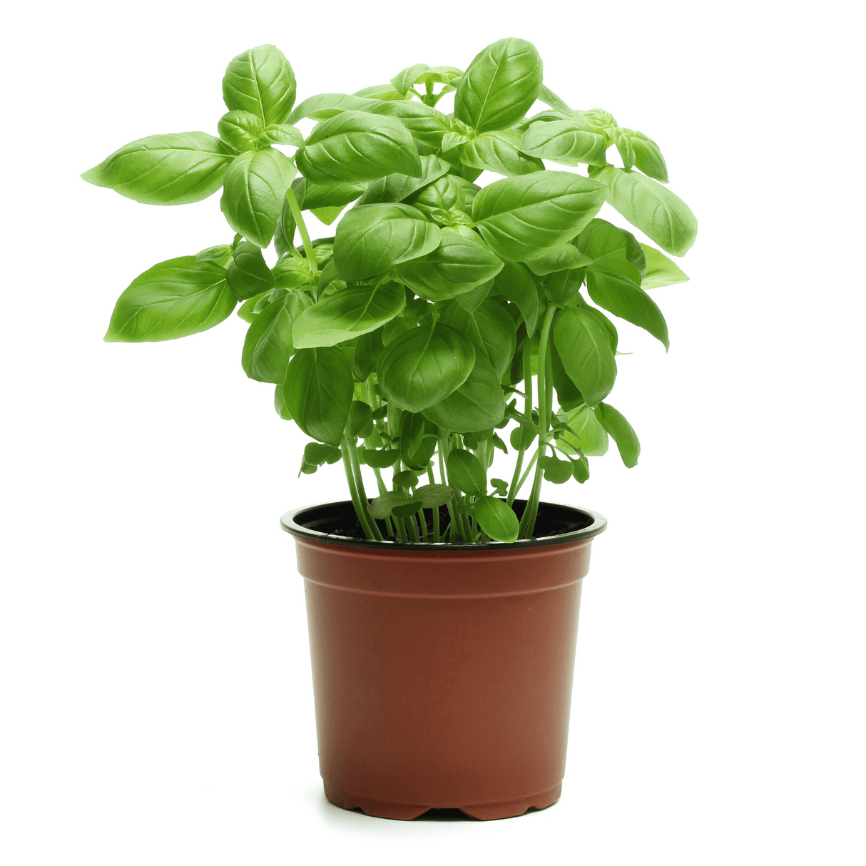 Basil plant in flowerpot.