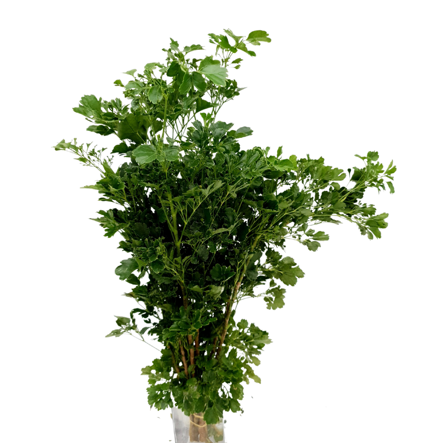 Green algae, liverworts, and jade crystal.