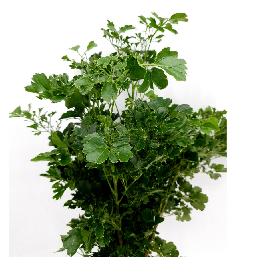 Tea Leaf - Long Green (Malaysia)